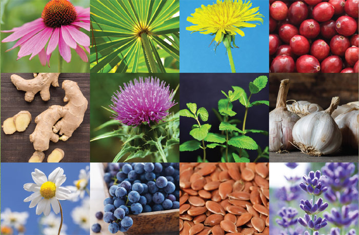 Herbal Resources: Your Gateway to Natural Health Knowledge
